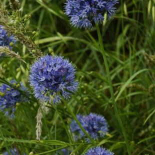 Allium caeruleum